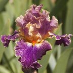 Entangled - tall bearded Iris