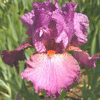 Entourage - tall bearded Iris
