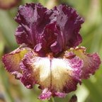 Epicenter - reblooming tall bearded Iris