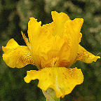 Erect - reblooming Intermediate bearded Iris