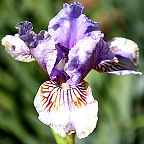Escape Hatch - SDB Standard Dwarf Bearded