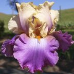 Eugenia King - fragrant tall bearded Iris