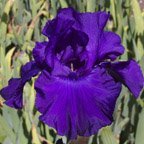 Evening Gown - tall bearded Iris