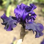 Evening Silk - tall bearded Iris