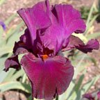 Evening in Paris - tall bearded Iris