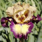 Exactitude - tall bearded Iris