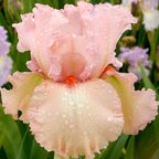 Exhilaration - tall bearded Iris