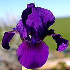 Extra Charm - fragrant reblooming SDB Standard Dwarf Bearded