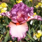 Extravagant - tall bearded Iris