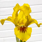 Eyebright - reblooming SDB Standard Dwarf Bearded
