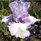 Faint Praise - fragrant tall bearded Iris