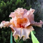 Fair Maiden - tall bearded Iris