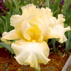 Fall Empire - fragrant reblooming tall bearded Iris