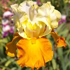 Fall Fiesta - reblooming tall bearded Iris