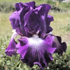 Fall Spotlight - reblooming tall bearded Iris