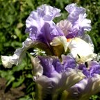 Fallen Angel - tall bearded Iris