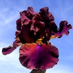 Fan Flare - fragrant tall bearded Iris