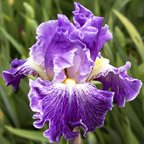 Fancy Dress - fragrant reblooming tall bearded Iris