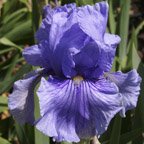 Fancy Fellow - tall bearded Iris