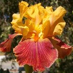 Fancy Filly - tall bearded Iris