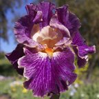 Fancy Woman - fragrant tall bearded Iris