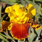 Fanfaron - tall bearded Iris