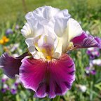 Fashion Passion - fragrant reblooming tall bearded Iris