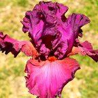 Fashionably Late - fragrant tall bearded Iris