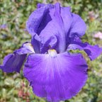 Feed Back - fragrant reblooming tall bearded Iris