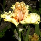 Feminine Fire - fragrant reblooming tall bearded Iris