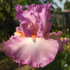 Feminine Wiles - tall bearded Iris