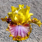 Fiery Echo - fragrant reblooming tall bearded Iris