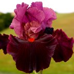 Fiery Temper - reblooming tall bearded Iris