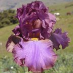 Fifth Dimension - tall bearded Iris
