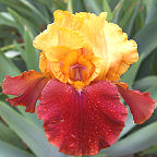 Fight On - tall bearded Iris