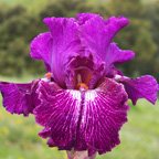 Filibuster - tall bearded Iris