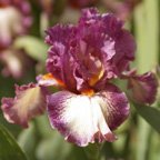 Film Festival - fragrant tall bearded Iris