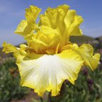 Final Decision - tall bearded Iris