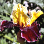 Finalist - tall bearded Iris