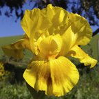 Finsterwald - fragrant reblooming Intermediate bearded Iris