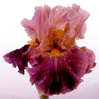 Fire Pit - tall bearded Iris