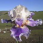 Firebeard - reblooming tall bearded Iris