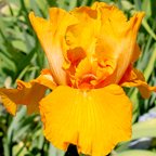 Firebreather - tall bearded Iris