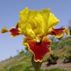 Firebug - fragrant Intermediate bearded Iris