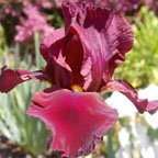 Firenze Red - tall bearded Iris