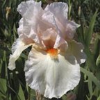 First Blush - tall bearded Iris