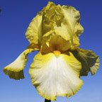 First Interstate - fragrant tall bearded Iris