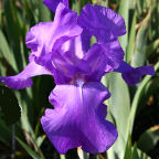 First Violet - tall bearded Iris