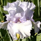 Fjord - fragrant tall bearded Iris