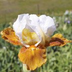 Flambe - reblooming Intermediate bearded Iris